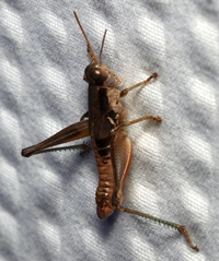 Melanoplus strumosus