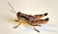 Melanoplus coreyi