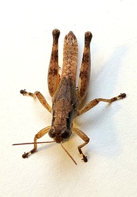 Melanoplus coreyi