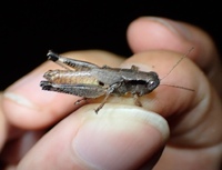 Melanoplus coreyi