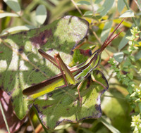 Mermiria picta