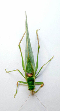 Microcentrum retinerve