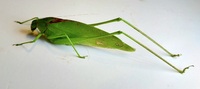 Amblycorypha oblongifolia