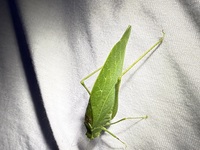 Microcentrum retinerve