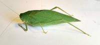 Microcentrum retinerve