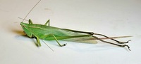 Neoconocephalus retusus