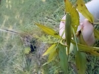 Neoconocephalus retusus