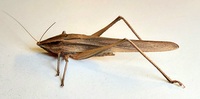 Neoconocephalus triops