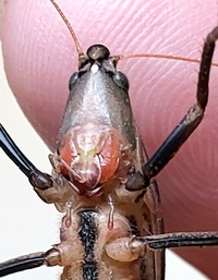 Neoconocephalus triops