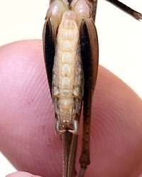 Neoconocephalus triops