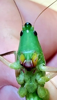 Neoconocephalus triops