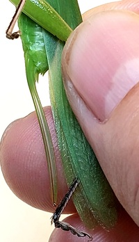 Neoconocephalus triops