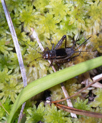 Neonemobius palustris