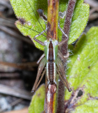 Odontoxiphidium apterum