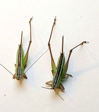 Odontoxiphidium apterum