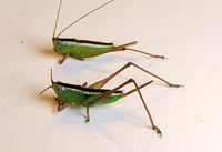 Odontoxiphidium apterum