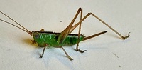 Odontoxiphidium apterum