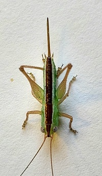 Odontoxiphidium apterum