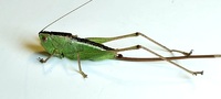 Conocephalus strictus