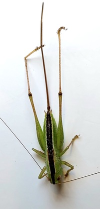Conocephalus strictus