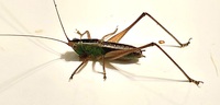 Odontoxiphidium apterum