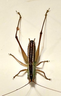Odontoxiphidium apterum