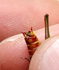 Odontoxiphidium apterum