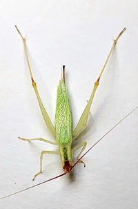 Oecanthus latipennis