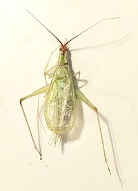 Oecanthus latipennis