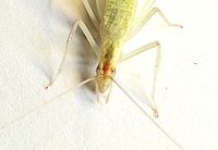 Oecanthus latipennis
