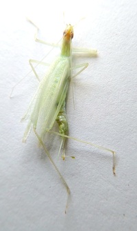 Oecanthus niveus