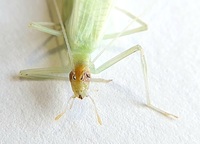 Oecanthus niveus