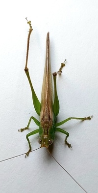 Orchelimum vulgare