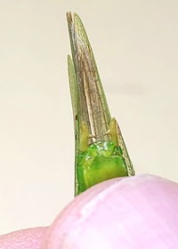 Orchelimum erythrocephalum