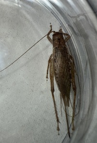 Orocharis unidentified species