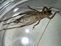 Orocharis unidentified species