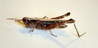 Orphulella pelidna