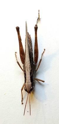 Orphulella pelidna