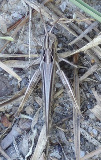 Orphulella pelidna