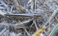 Orphulella pelidna