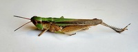 Orphulella pelidna