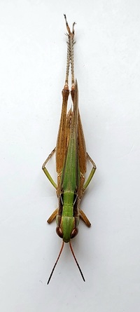 Orphulella pelidna