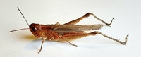 Orphulella pelidna