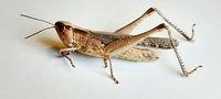 Orphulella pelidna