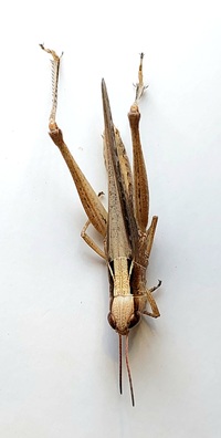 Orphulella pelidna