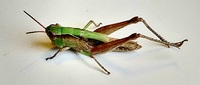 Orphulella pelidna