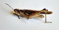 Orphulella pelidna