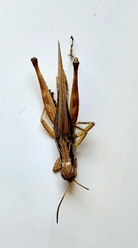 Orphulella pelidna