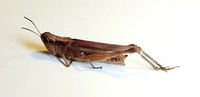 Orphulella pelidna