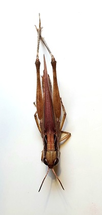 Orphulella pelidna